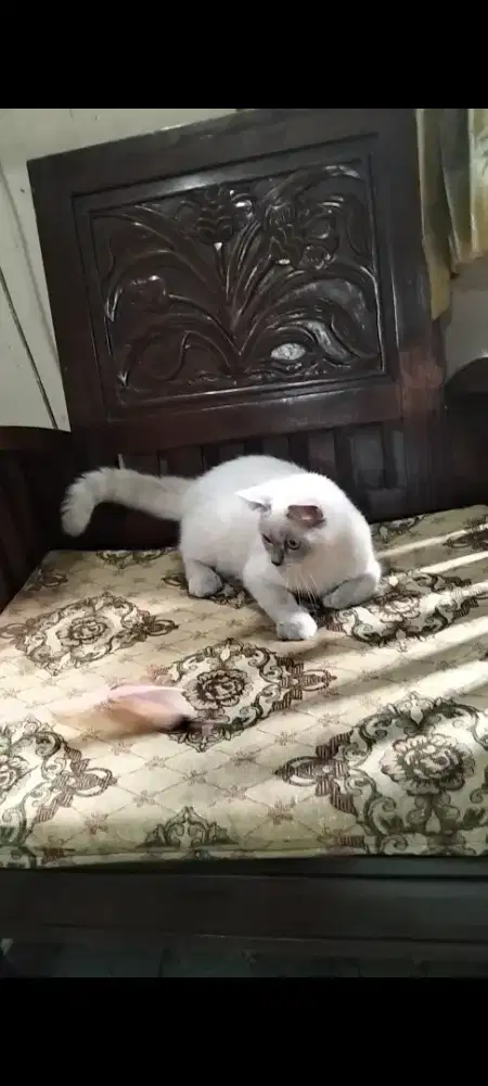 BSH British Short Hair Blue Point Betina