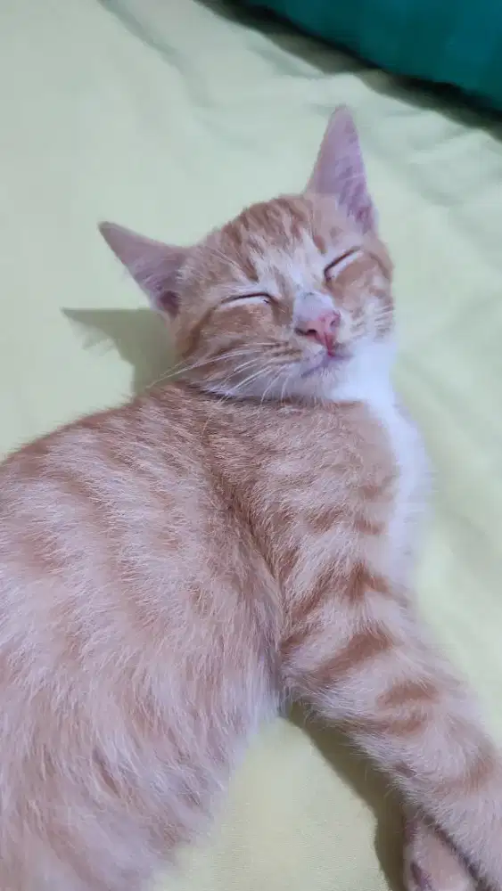 Kucing jantan domestik