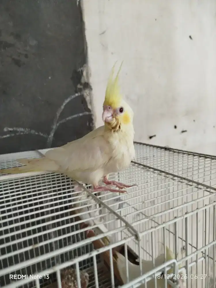 Falk lolohan bahan ff