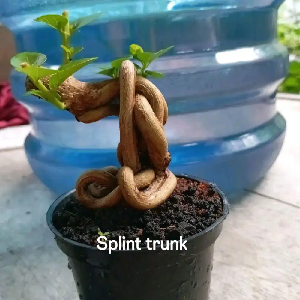 Bonsai sancang plintiran