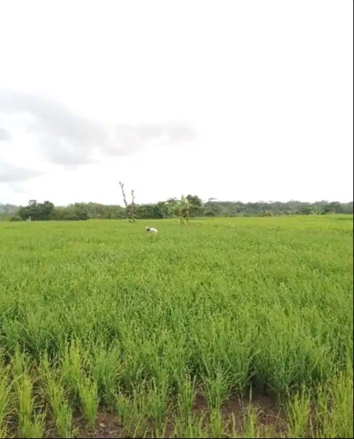 Dijual sawah 100 bata