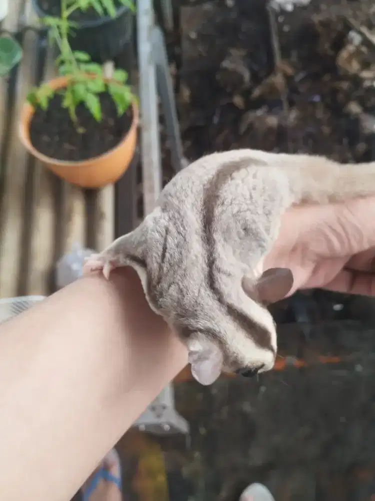 Jual Sugar glider