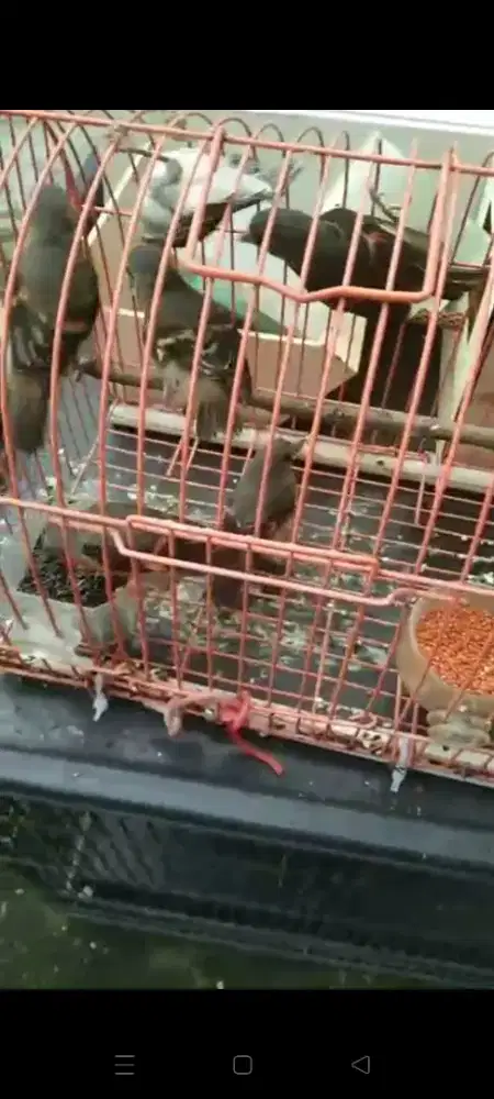 Redsiskin bety siapan