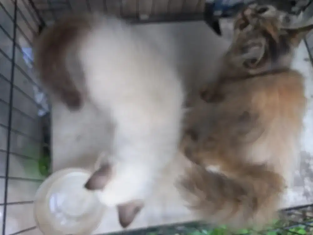 Anak kucing dua ekor