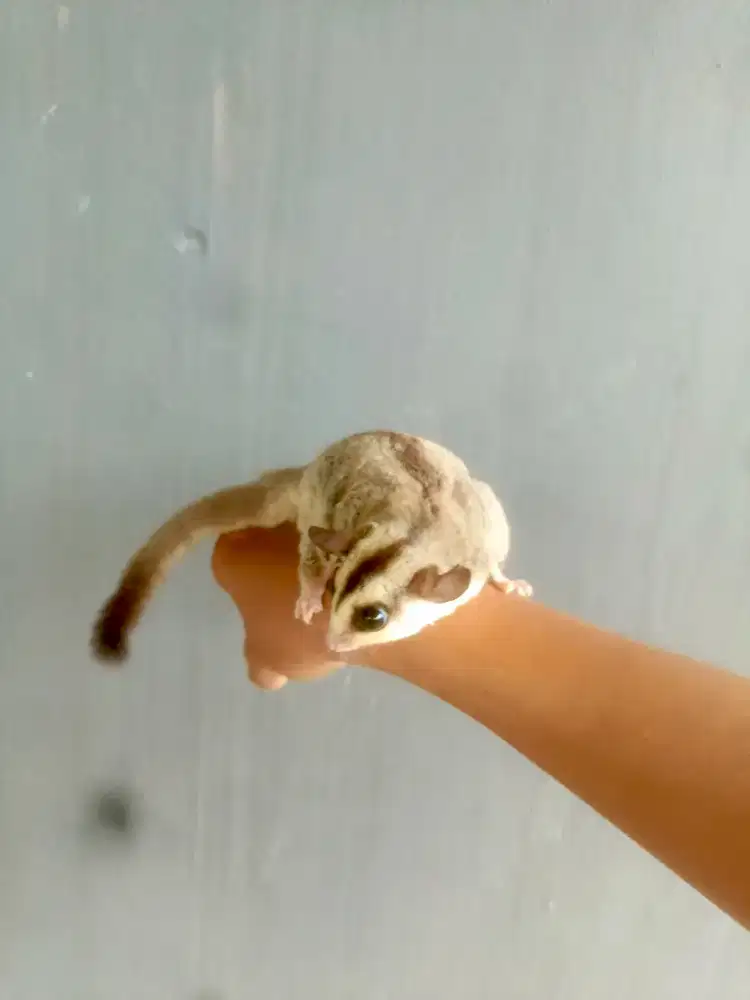 Sugar glider white face 7 bulan (dewasa) jinak