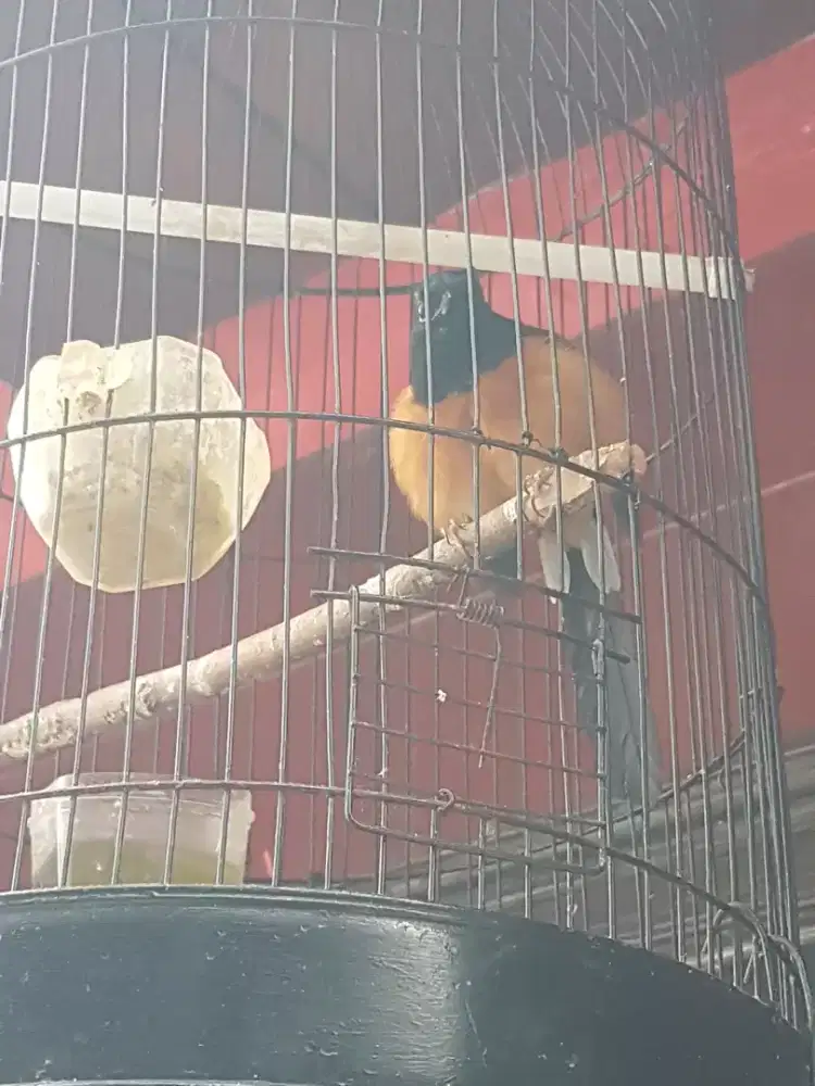 Muray betina ring mapan