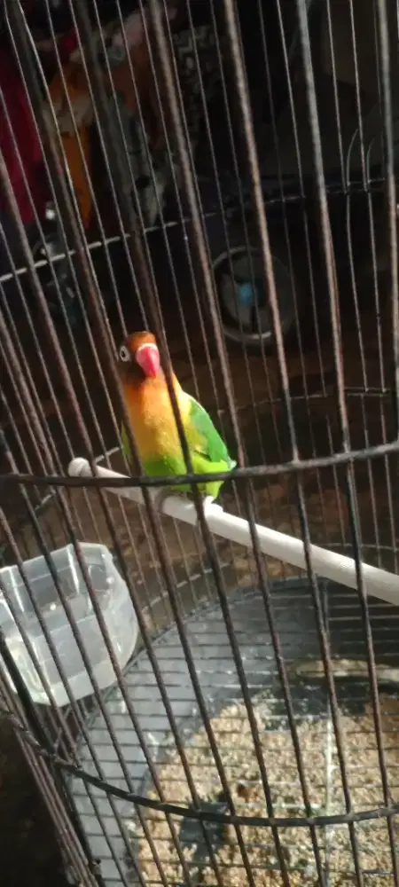 Burung lovberd josan ekek aktif berisik