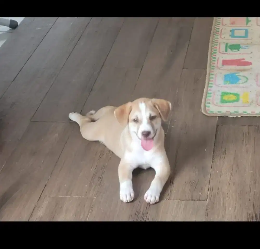 Anakan anjing lucu, gendut, umur 2,5 bulan