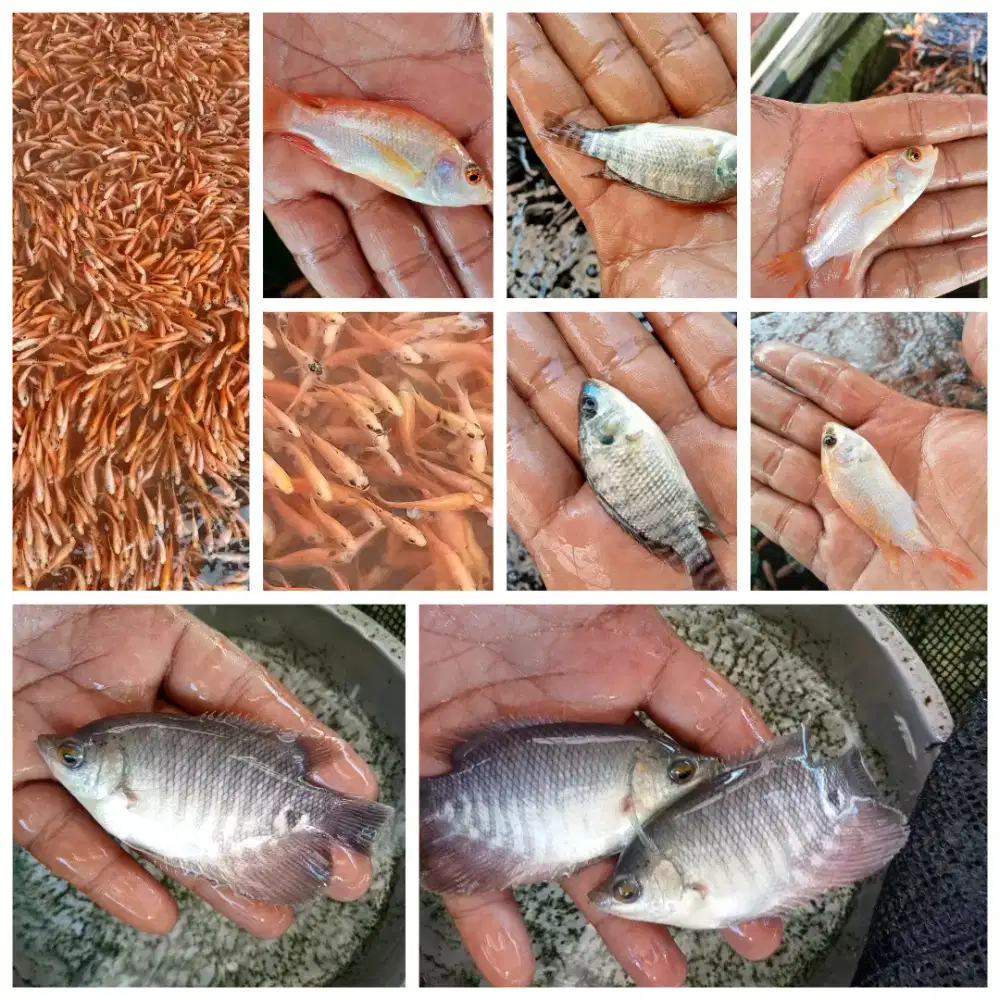 Bibit nila dan gurami