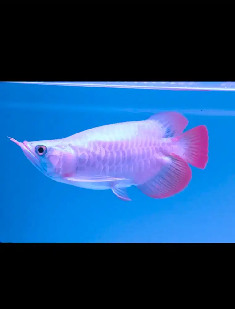 arwana super red SB Gantheng