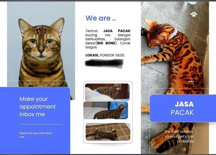 Jasa Pacak Kucing Bengal
