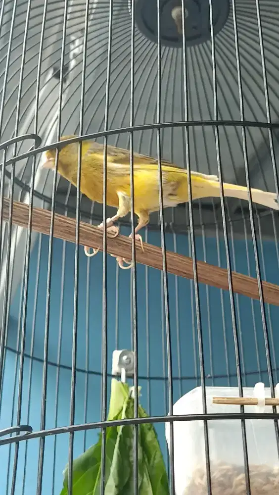 Dol mawon 2 burung kenari Warna kuning bon dan Warna kuning ekstra jos