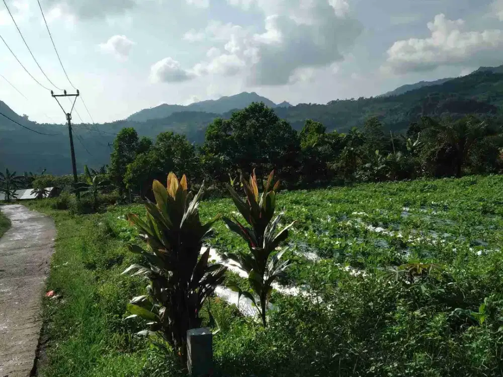 dijual tanah di sukamakmur jonggol