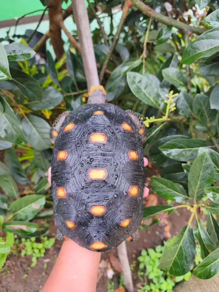 Kura Kura Darat Red Foot Jantan