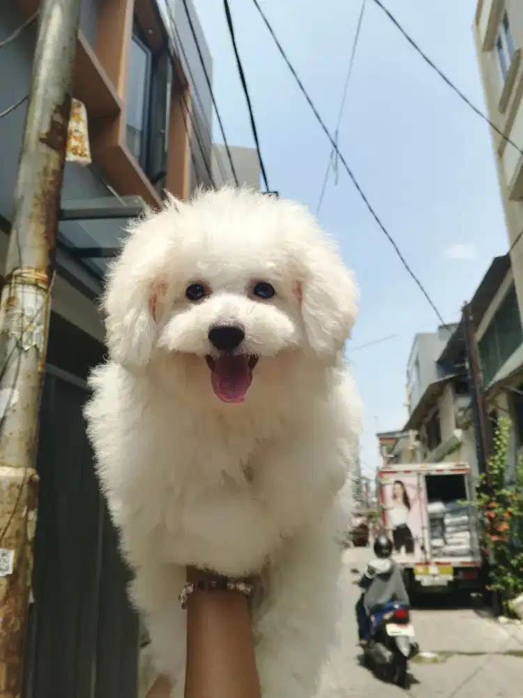 Anjing Bichon Fiser