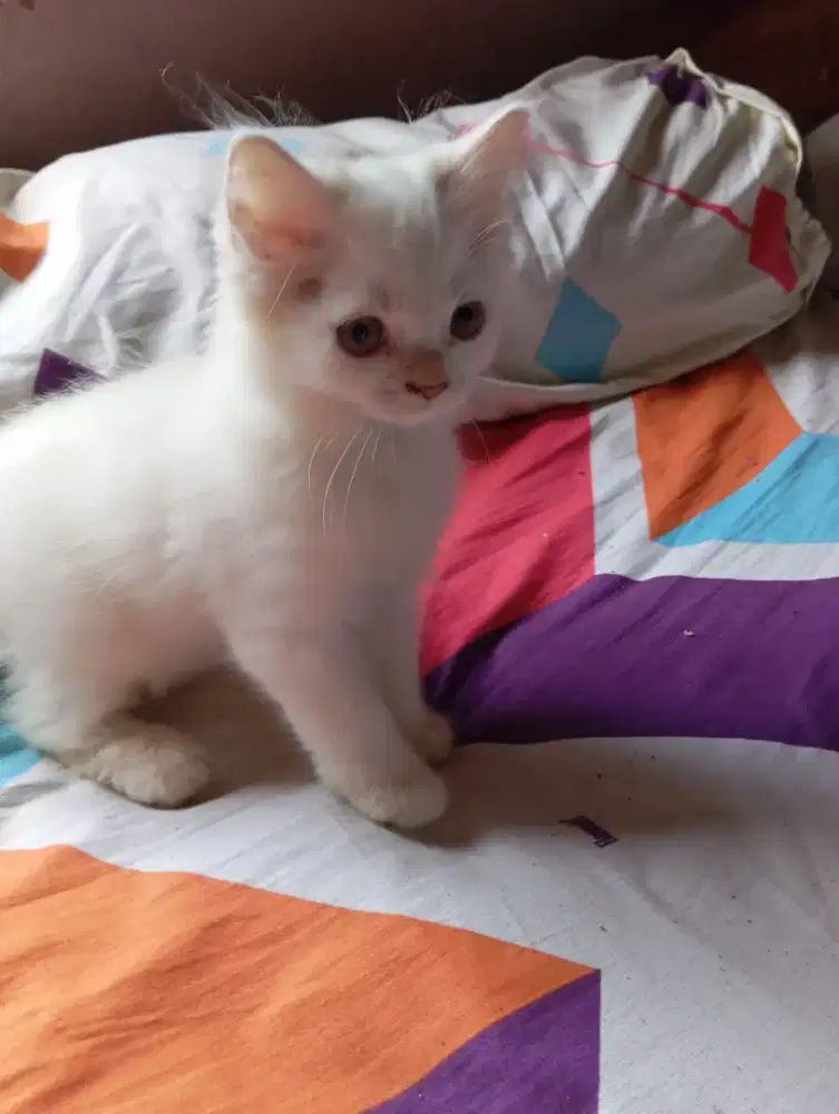 Jual Kucing Persia