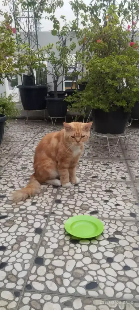 Di jual kucing Persia