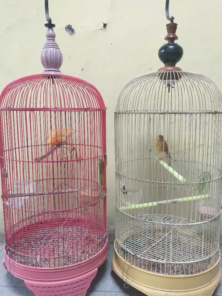 Kenari Betina Dewasa & Siapan