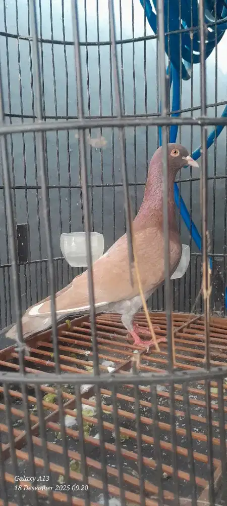 Merpati dateng sendiri bagus