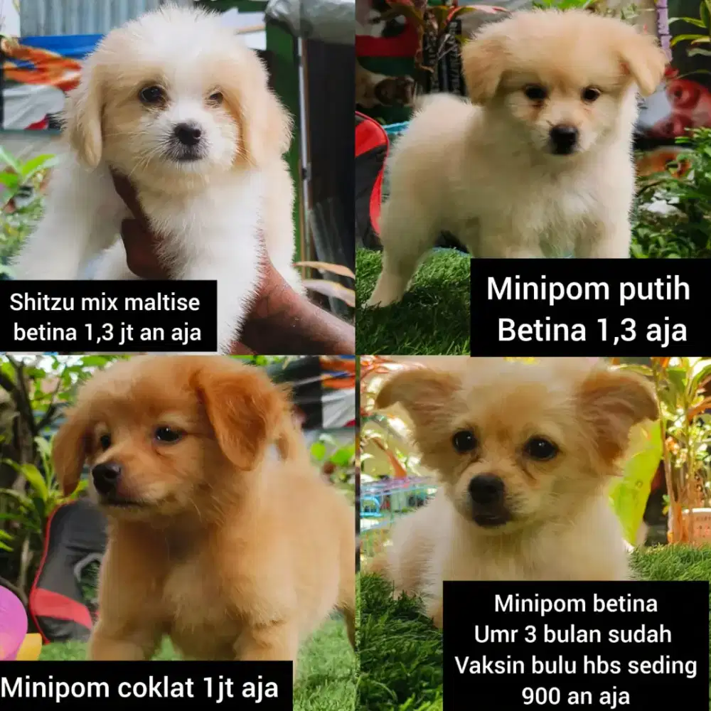 Minipom Shitzu & poodle