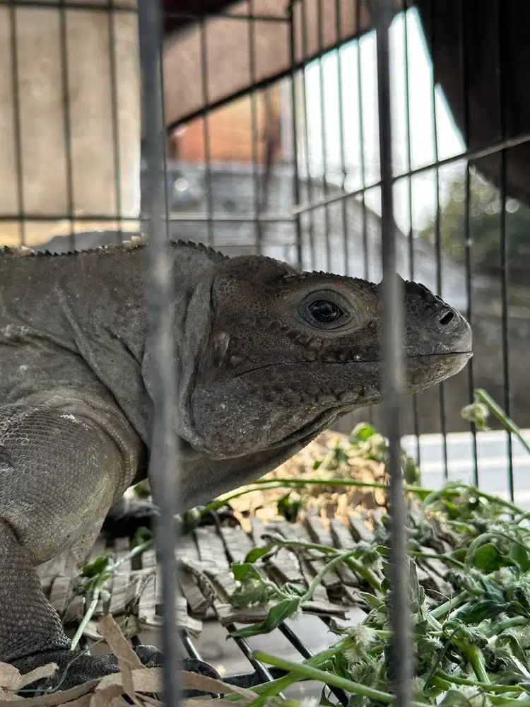 Rhino Iguana Jantan Dewasa