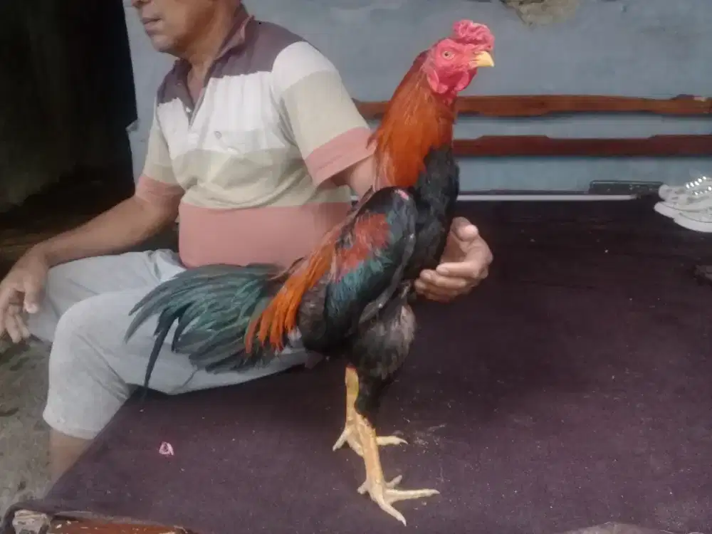 (( DIOBRAL )) Ayam Bangkok Import