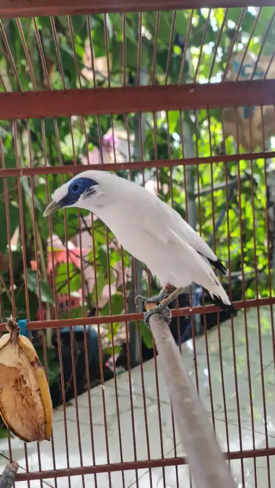 JLK BLI TT KE MURAY BATU ATAU KE CUNGKOK