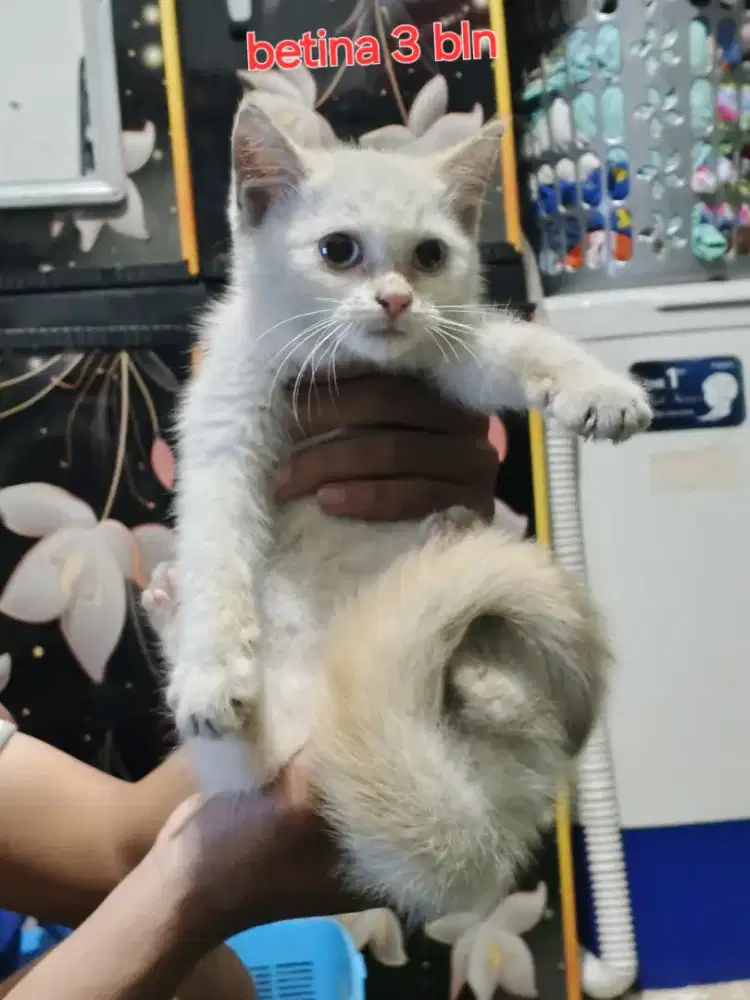 Kucing himalaya redpoint betina