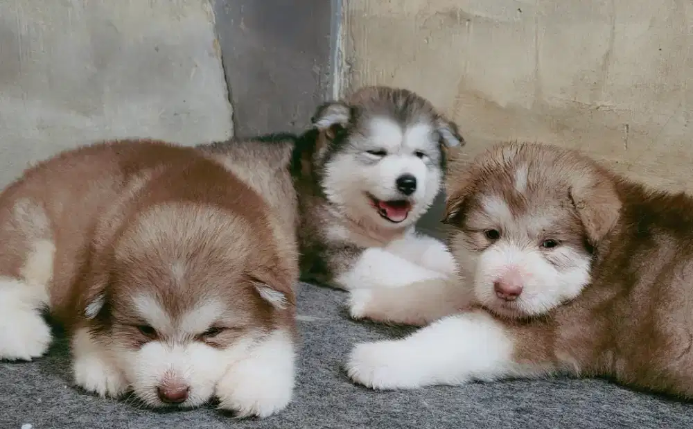Alaskan Malamute puppies
