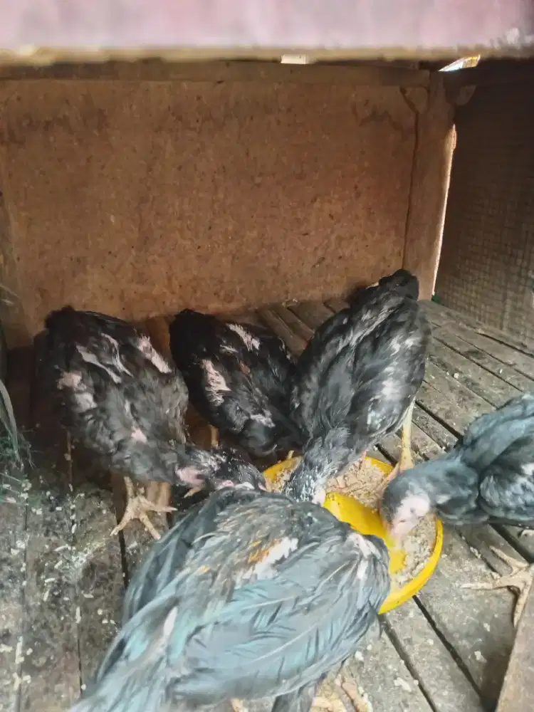 Anakan ayam Bk x Mangon