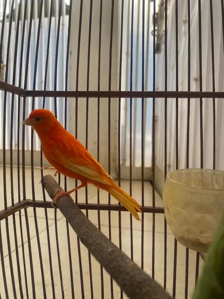 Kenari Merah Lokal (Merlok)