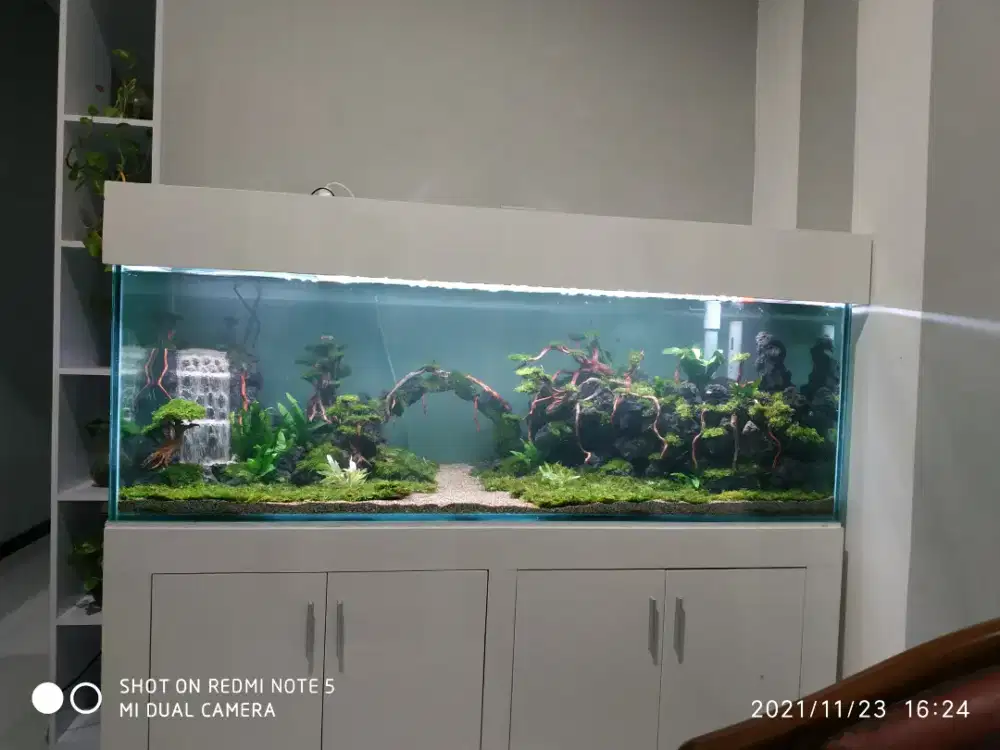 Perawatan aquarium aquascape paludarium