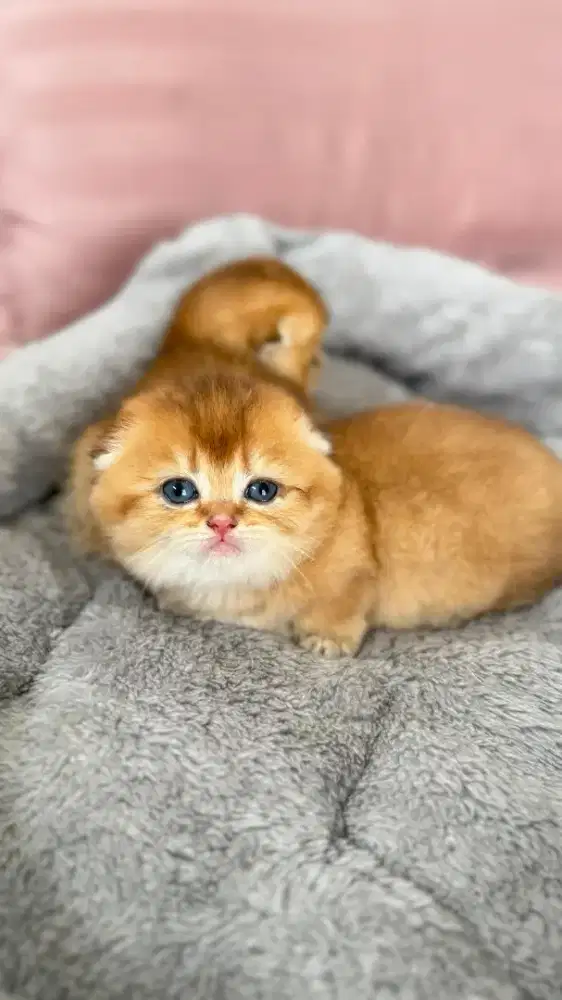 Munchkin fold gaelic golden anak import