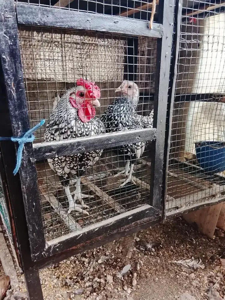 ayam batik italy 4,5 bln 1 pasang,asli