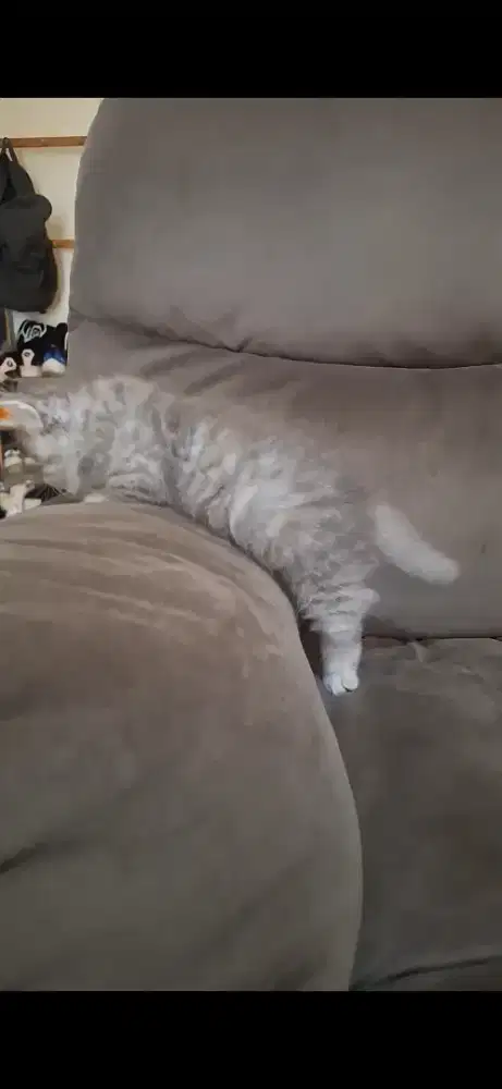 Kitten munchkin rughugger top std betina