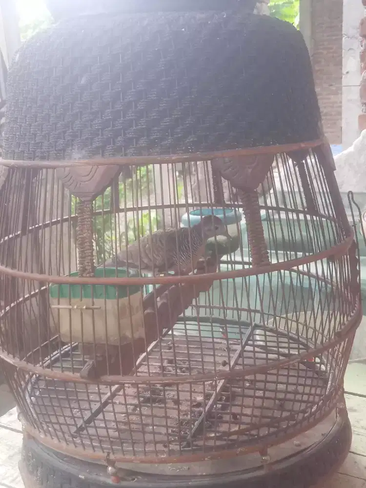 Jual burung kutut bangkok