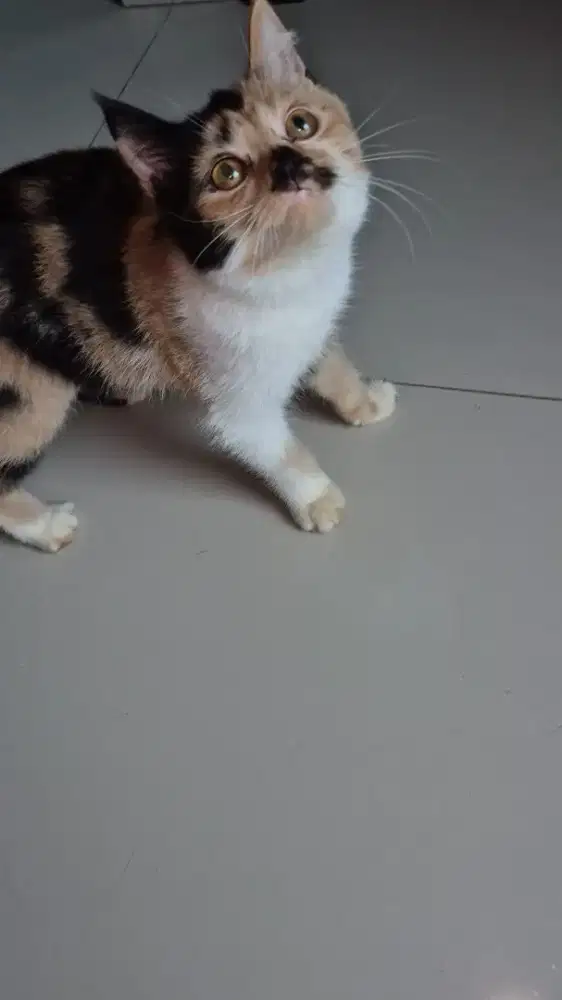 British shorthair mix calico kucing