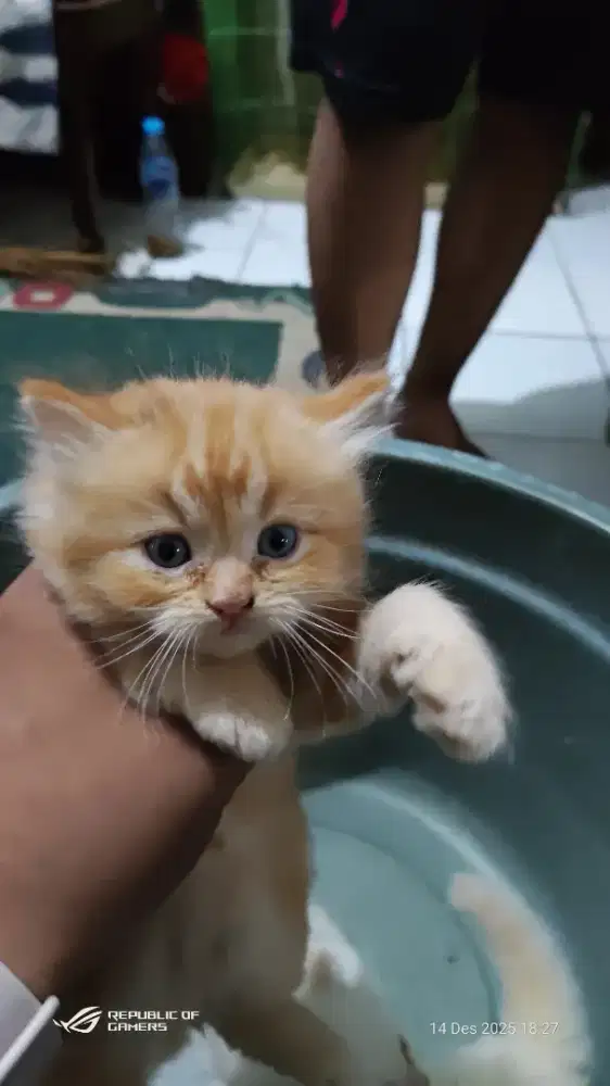 Lepas Adopt kitten 2 bulan++