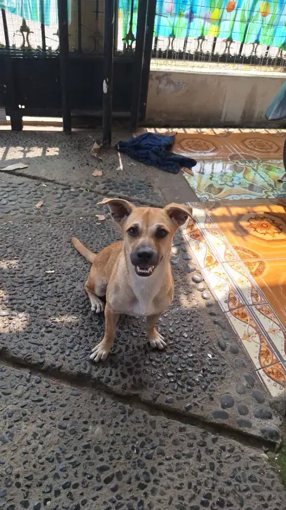 Anak Anjing Chihuahua Mix Lokal