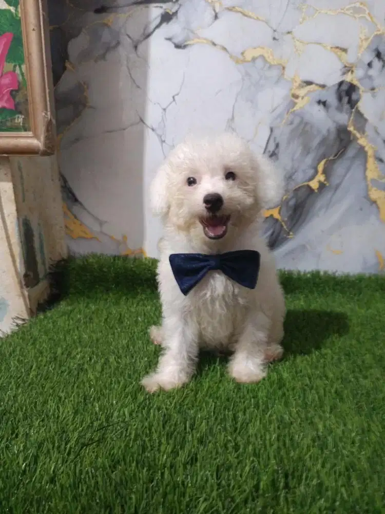 Poodle / Anak Poodle / Anak Anjing