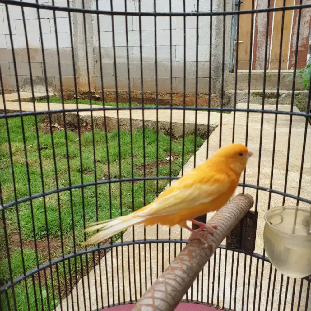 Kenari betina 70rb Burja, minus kuku ngapur