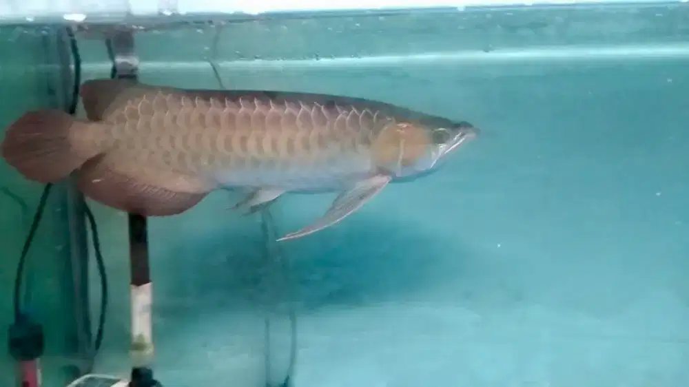 Super red sumo arowana sr arwana sr sumo