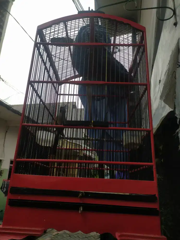 Burung cender + sangkar