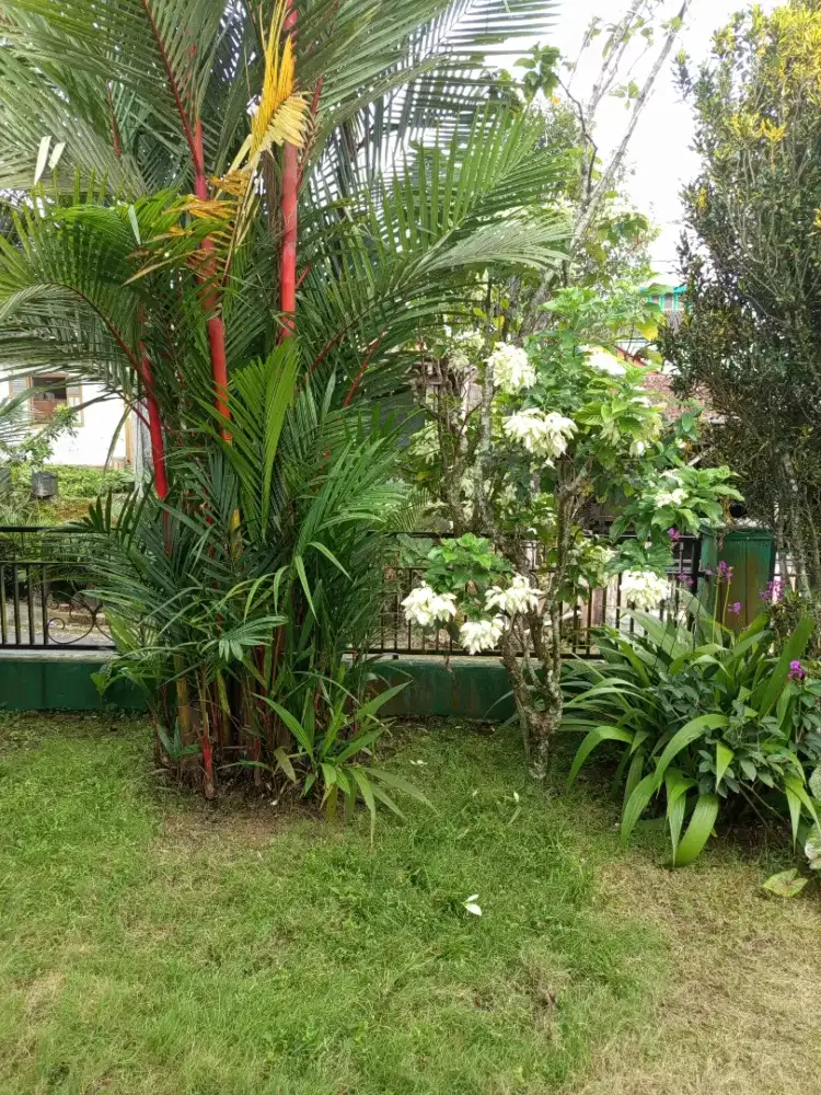 Dicari pengasuh Lansia