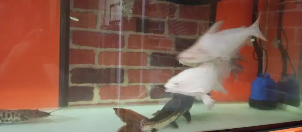 Aquarium Bending dan ikan