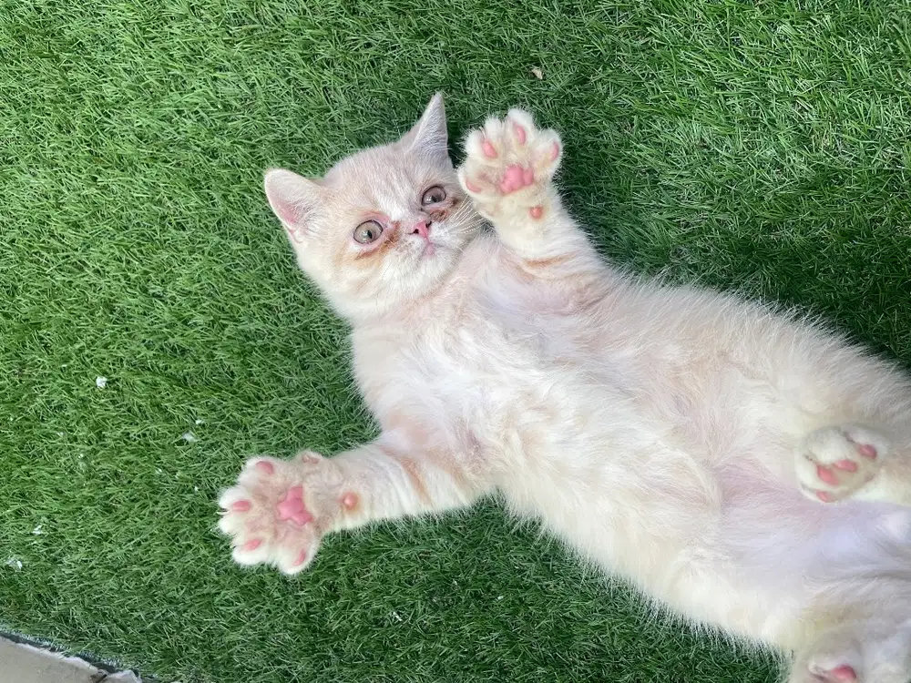 Kitten BSH x Peaknose Jantan Betina