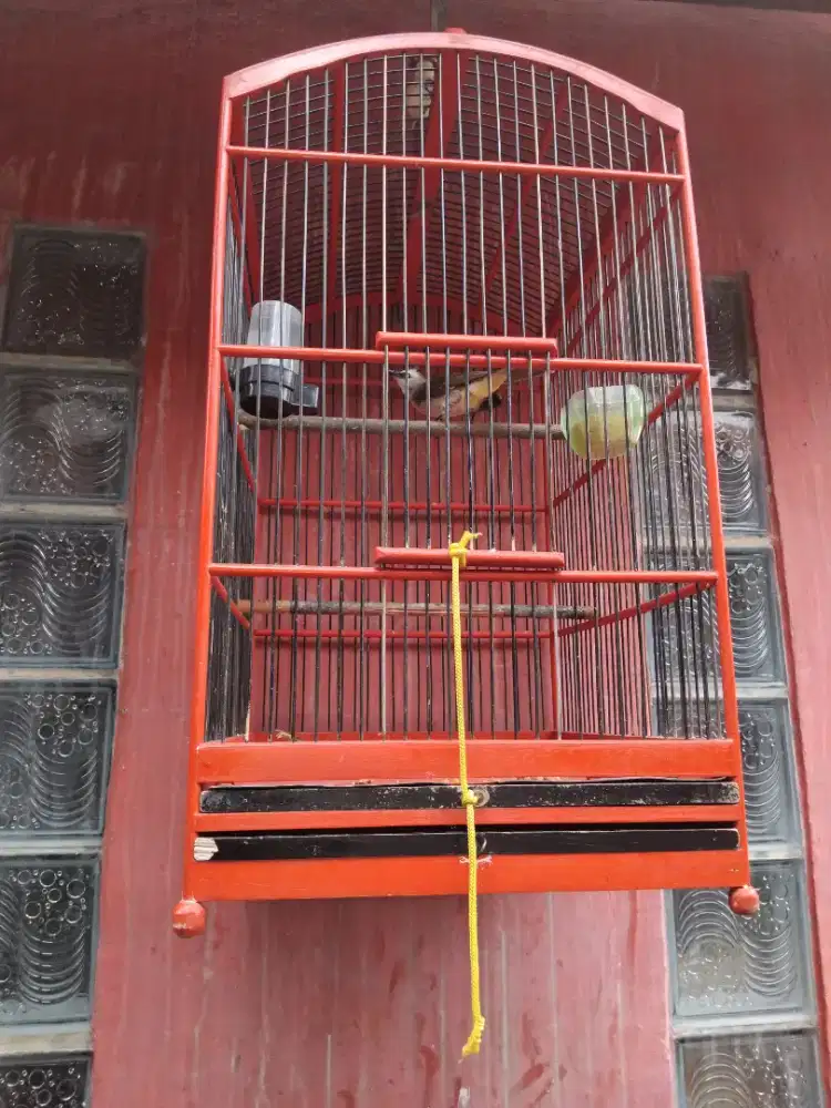 Burung Trucukan Jatim Rajin Bunyi Fullset