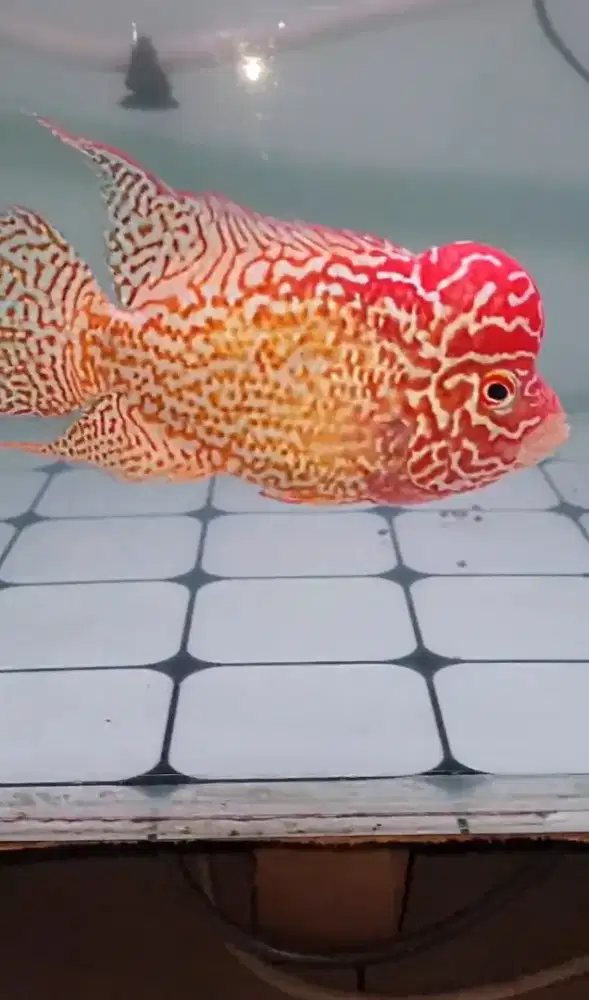 Louhan golden base KML Thailand