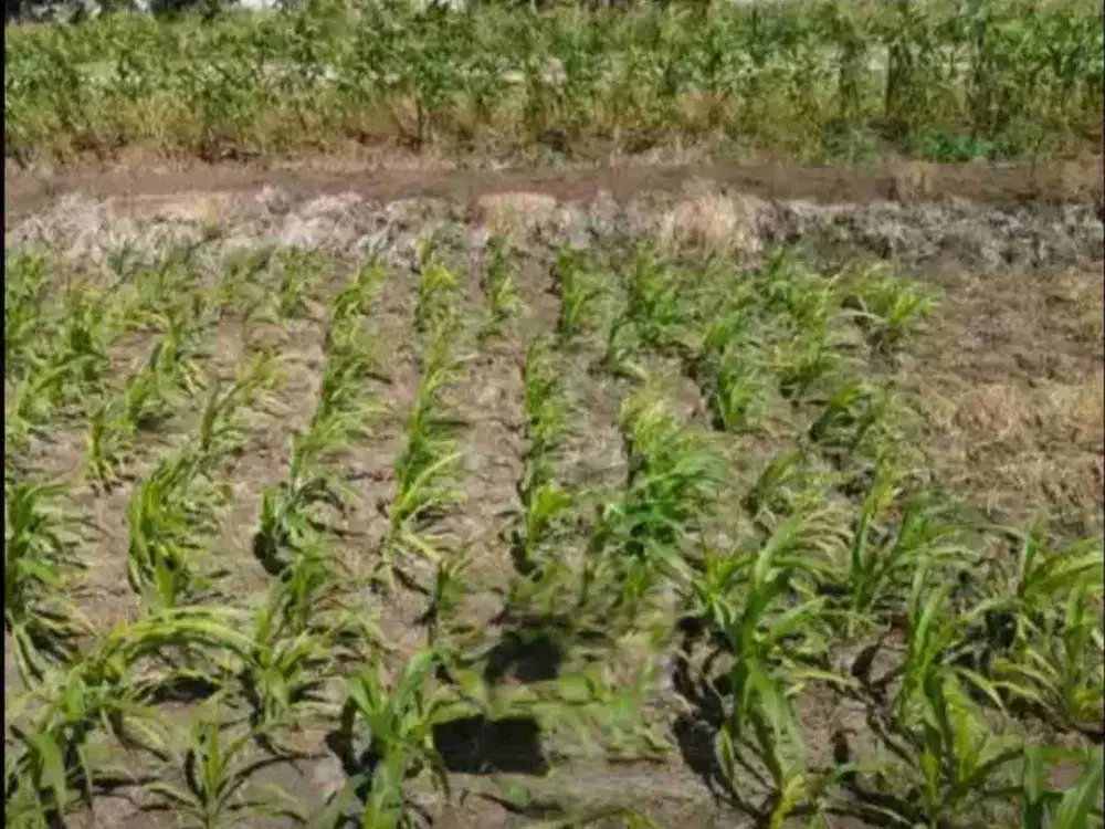 ‼️JUAL CEPAT‼️TANAH KAVLING PERUMAHAN ASRI PRANTI MENGANTI SBY BARAT