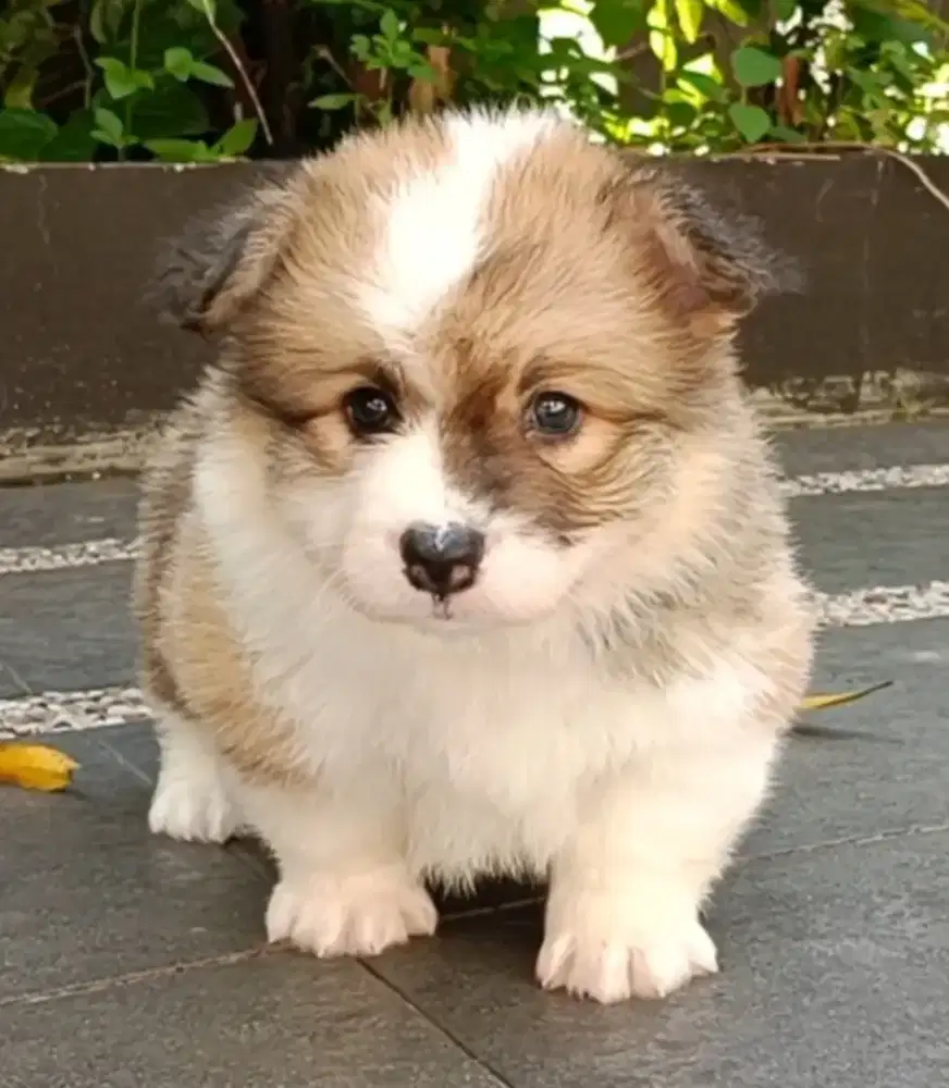 Jual puppy corgi